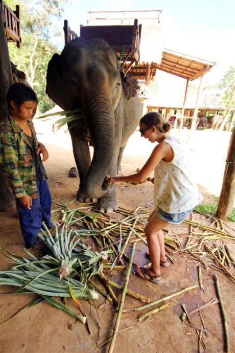 el sofa amarillo montar en elefante en laos (19)